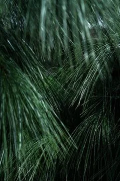 Close-up view of lush green pine needles glistening in natural light during.. Stock Photos