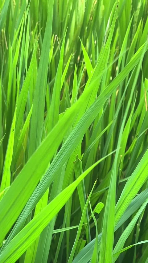 Close-up view of lush green rice grass blades illuminated by sunlight Stock Footage 342484300