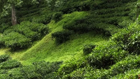 Close-up view of lush green tea plantation on a rolling hillside Stock Footage 337927297