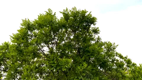 Close up view of a lush green tree facing the sky from a beautiful angle Stock Footage 310102208