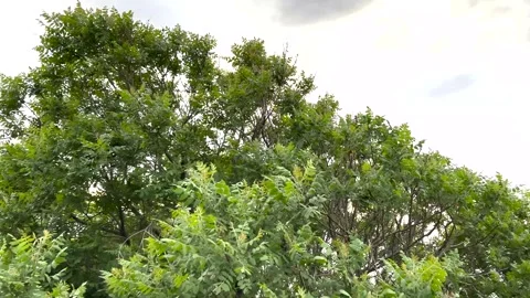 Close up view of a lush green tree facing the sky from a beautiful angle Stock Footage 310173593