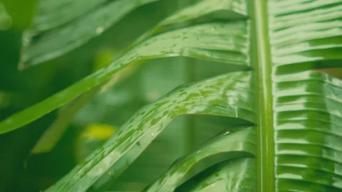 Close-up view of a lush green tropical leaf with detailed texture and fresh Stock Footage 344040846
