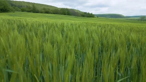 Close-up view of a lush green wheat field with hills and forest in the Stock Footage 309872546
