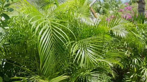 Close up view of lush greenery featuring various plants with emphasis on palm Stock Footage 275905577