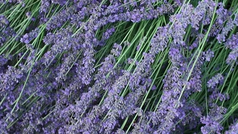 Close-up view of lush lavender plants swaying gently in the breeze Stock Footage 339290540
