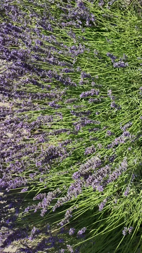 Close-up view of lush lavender plants swaying gently in the breeze Stock Footage 339290756