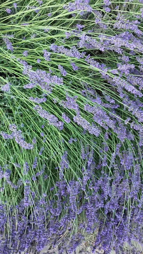Close-up view of lush lavender plants swaying gently in the breeze Stock Footage 339290763