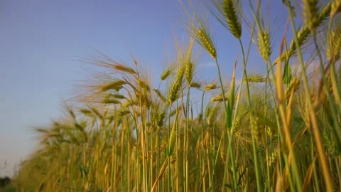 Close-up view lush wheat field in golden hues, illuminated by sun. Delicate Stock Footage 329439842