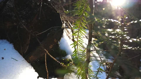 Close up view on lying log and branch of spruce with sunlight at background Stock Footage 135176448
