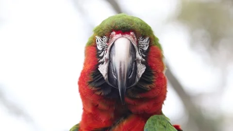 Close up view of Macaw bird on the tree. Stock Footage 268536360