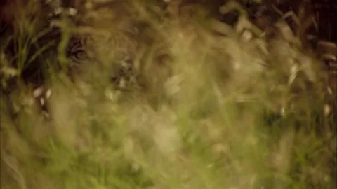 Close up view of the Macro Close Up of Leopard Hidden in Tall Grass, Camouflage Stock Footage 340538585