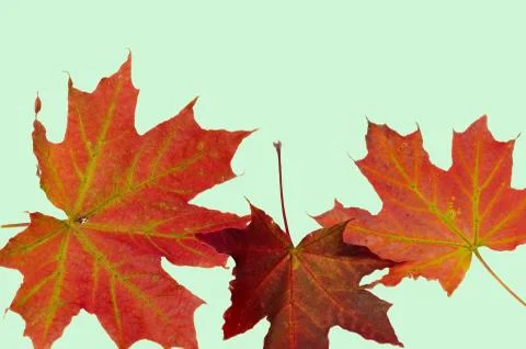 Close up view macro of gorgeous red maple leaves isolated on green  background. Foto stock