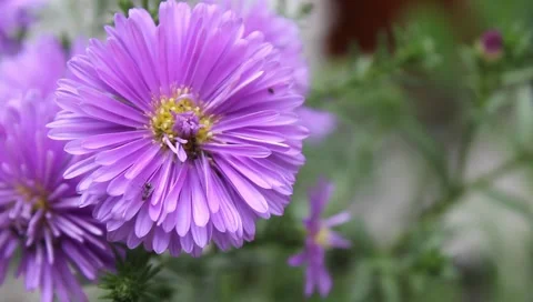 Close-up view of macro Violet Asters blooming with 2 ants on a blurred backgr Stock Footage 220896811
