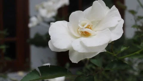 Close-up view of macro white rose flower on a blurred background in the garden. Stock Footage 220896822