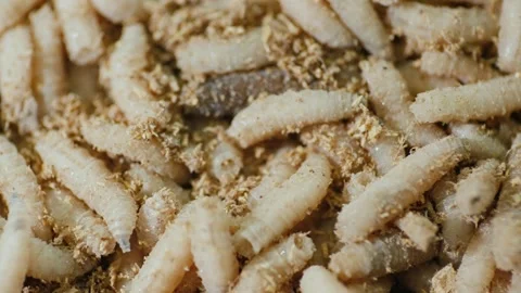 Close up view of maggots wriggling through a bed of sawdust, motion footage.. Stock Footage 334996204