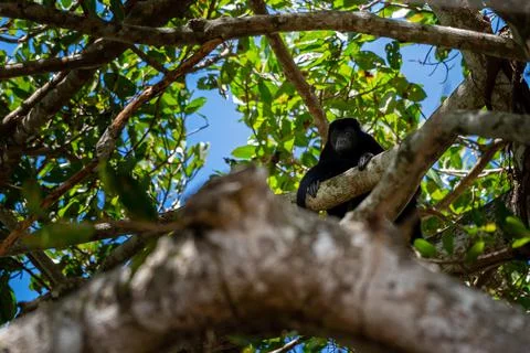 Close up view of a magnificent Monkey and its baby in Costa Rica Foto stock