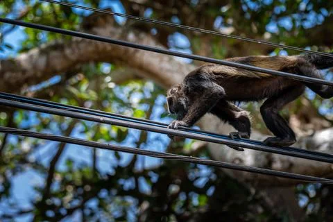 Close up view of a magnificent Monkey and its baby in Costa Rica Foto stock