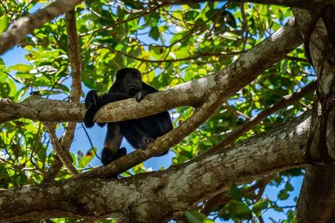 Close up view of a magnificent Monkey and its baby in Costa Rica Foto stock