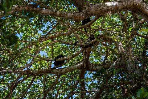 Close up view of a magnificent Monkey and its baby in Costa Rica Stock Photos