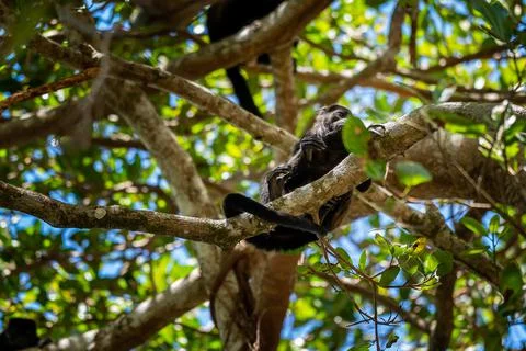 Close up view of a magnificent Monkey and its baby in Costa Rica Fotos de archivo