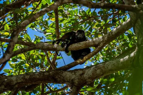 Close up view of a magnificent Monkey and its baby in Costa Rica Stock Photos
