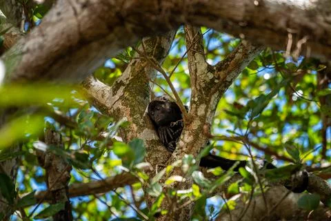 Close up view of a magnificent Monkey and its baby in Costa Rica Foto stock