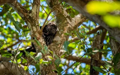 Close up view of a magnificent Monkey and its baby in Costa Rica Foto stock