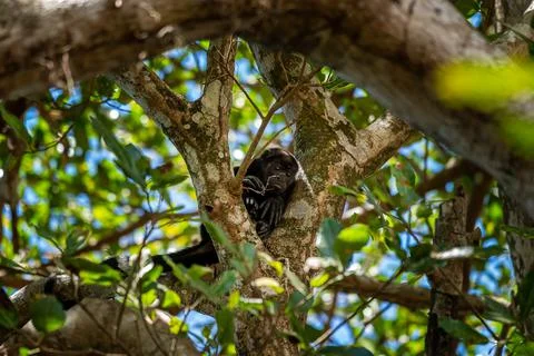 Close up view of a magnificent Monkey and its baby in Costa Rica Stock Photos