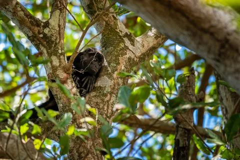 Close up view of a magnificent Monkey and its baby in Costa Rica Foto stock