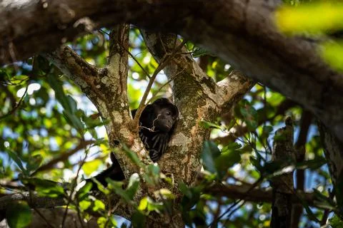Close up view of a magnificent Monkey and its baby in Costa Rica Stock Photos