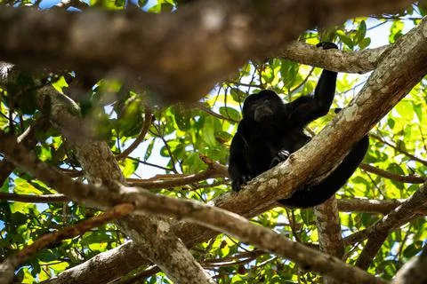 Close up view of a magnificent Monkey and its baby in Costa Rica Foto stock