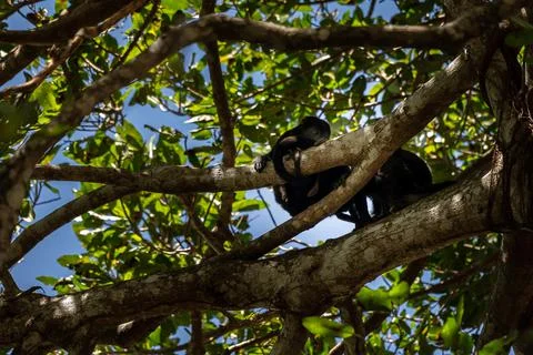 Close up view of a magnificent Monkey and its baby in Costa Rica Foto stock