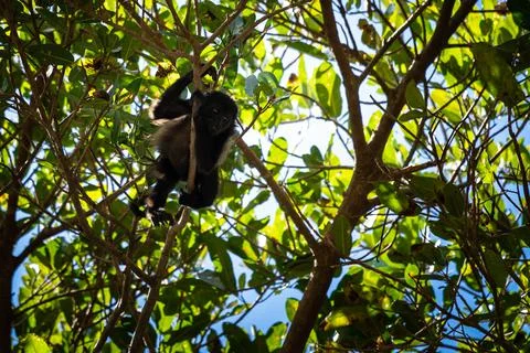 Close up view of a magnificent Monkey and its baby in Costa Rica Stock Photos