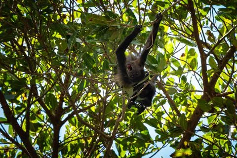 Close up view of a magnificent Monkey and its baby in Costa Rica Foto stock