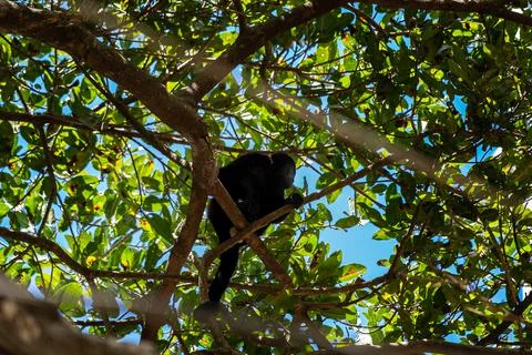 Close up view of a magnificent Monkey and its baby in Costa Rica Stock Photos