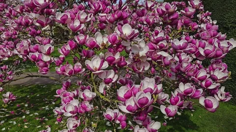 Close up view of a magnolia tree Stock Footage 269627637