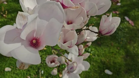 Close up view of a magnolia tree Stock Footage 269627981