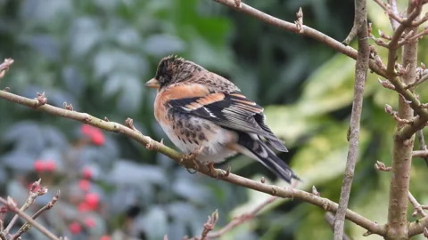Close-up view of male chaffinch perched on thin branch showing orange shoulder Stock Footage 337962602