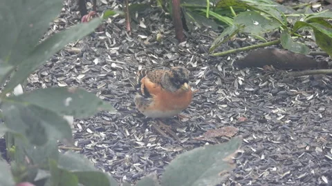 Close-up view of male chaffinch standing on ground covered with sunflower seeds Stock Footage 337963567