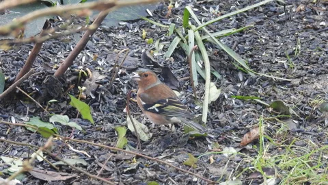 Close-up view of male chaffinch standing on ground covered with seeds and leaves Stock Footage 337964432