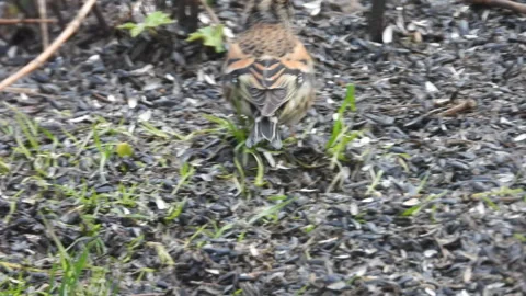 Close-up view of male chaffinch standing on ground covered with sunflower seeds Stock Footage 337964720