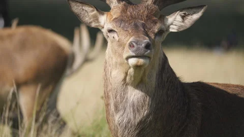 A close up view of a male deer looking at the camera. Stock Footage 159011413