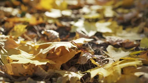 Close view of male hand taking maple leaf on park lawn Video stock 134512925