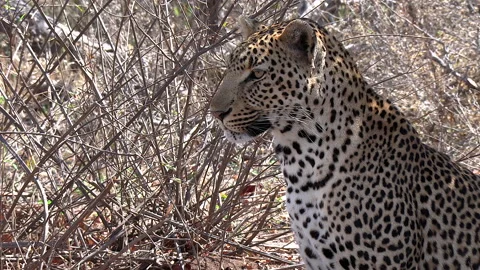 Close view of male leopard sitting in bushland surveying surroundings Stock Footage 139746495