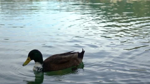 Close up view of mallard ducks swims in Lake Bled, Slovenia Stock Footage 219946785