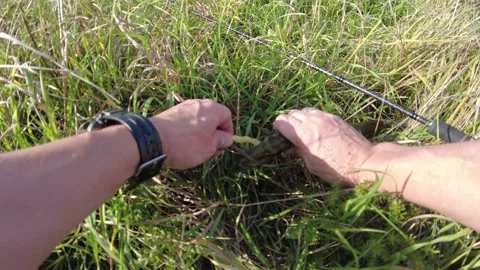Close up view of man frees caught pike from jig bait  on green grass background. Stock Footage 164656350