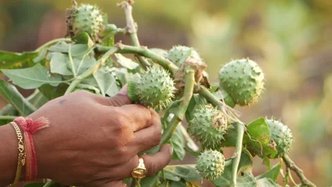 Close view of man plucking spines on desert plant fruits Stock Footage 150729903