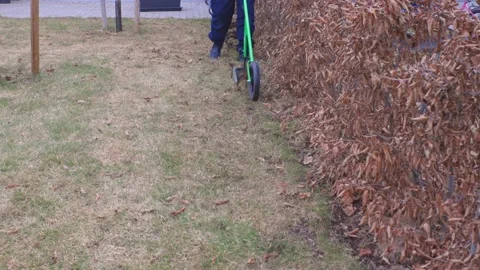 Close up view of a man removing excess sod under bushes in early spring. Video stock 149919369