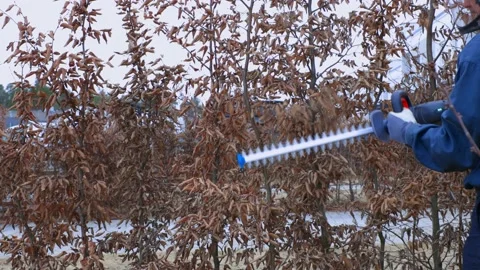 Close up view of a man who trims bushes in early spring. Stock Footage 149919360