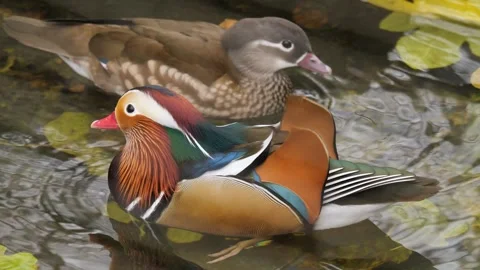 Close view of mandarin duck Stock Footage 256897013